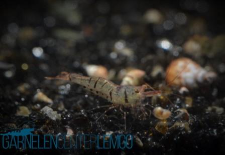Caridina Holthuisi - Import