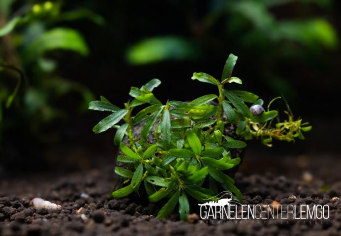 Bucephalandra sp. "Glücksbuce" - submers - Rhizom