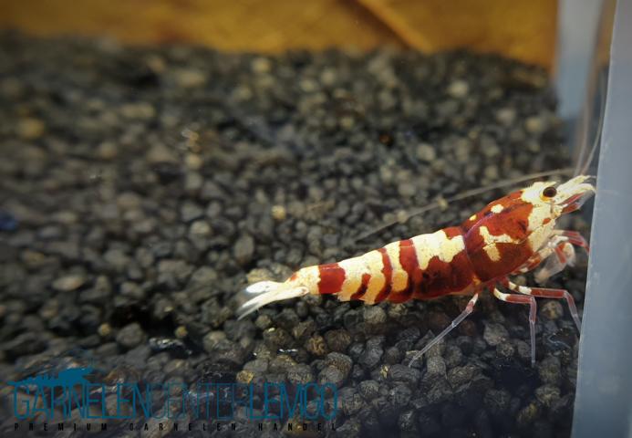 Skyfish Galaxy Tiger Pinto Red - S Grade - DNZ