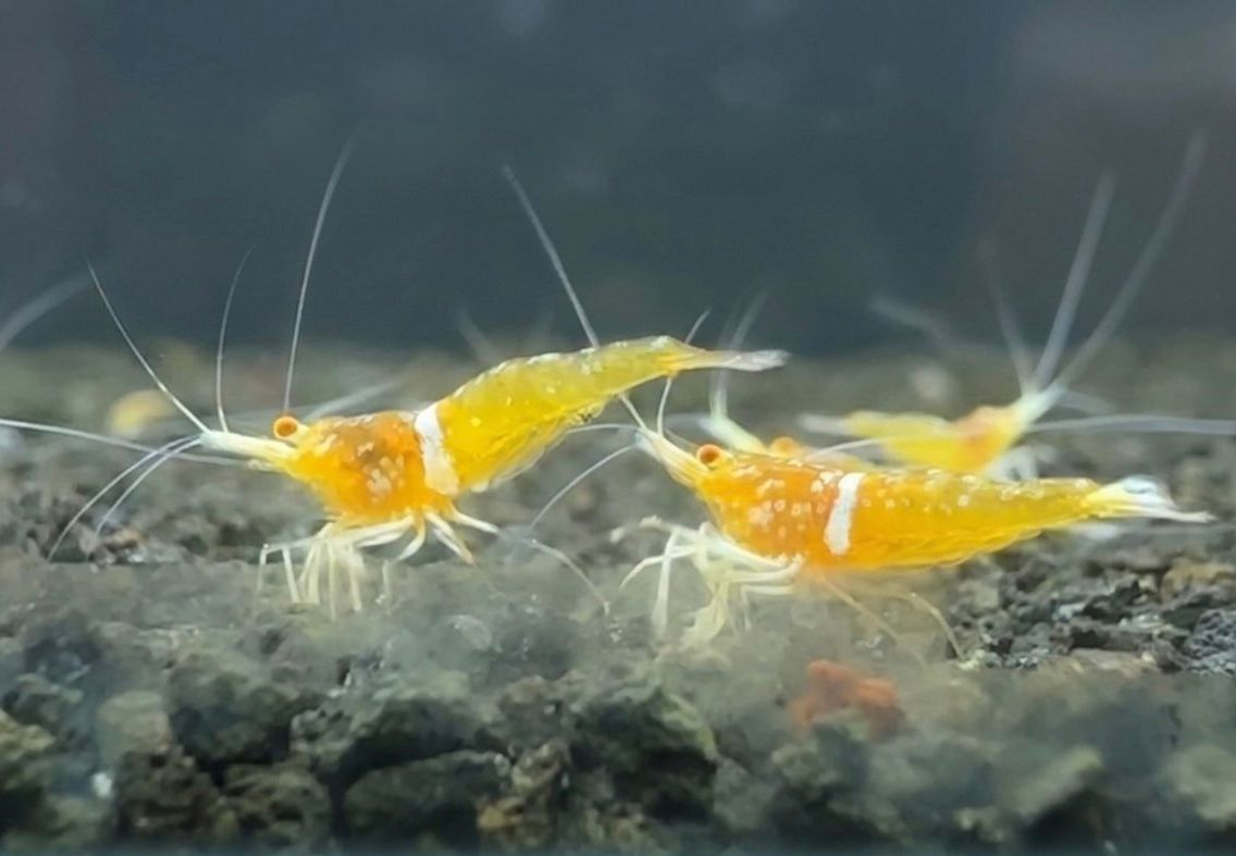 Golden Ghost mit orangen Augen / Golden Ghost Oe Sulawesi Garnele - Import