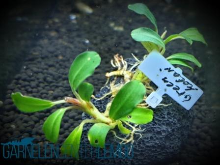 Bucephalandra sp. Green Melawi Rhizom