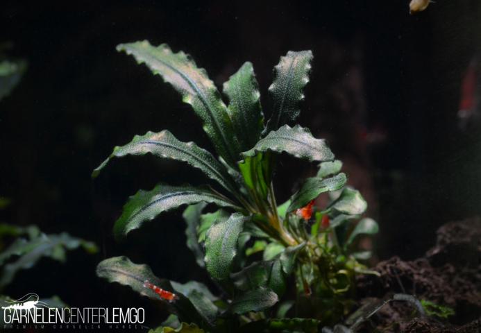 Bucephalandra sp. Medusa Rhizom