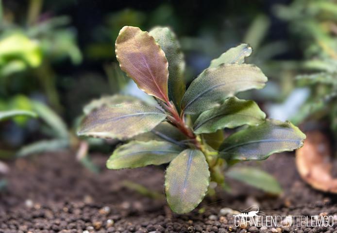 Bucephalandra sp. Nanga Pinoh Blue  - submers - Rhizom