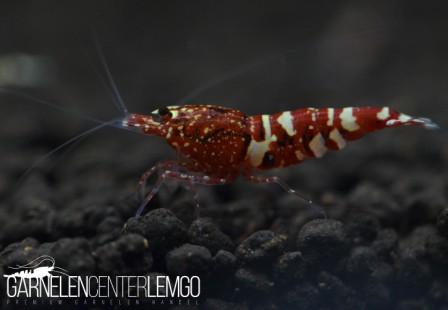 Snowfall Galaxy Tiger Garnele, Red - SSS Grade (DNZ)