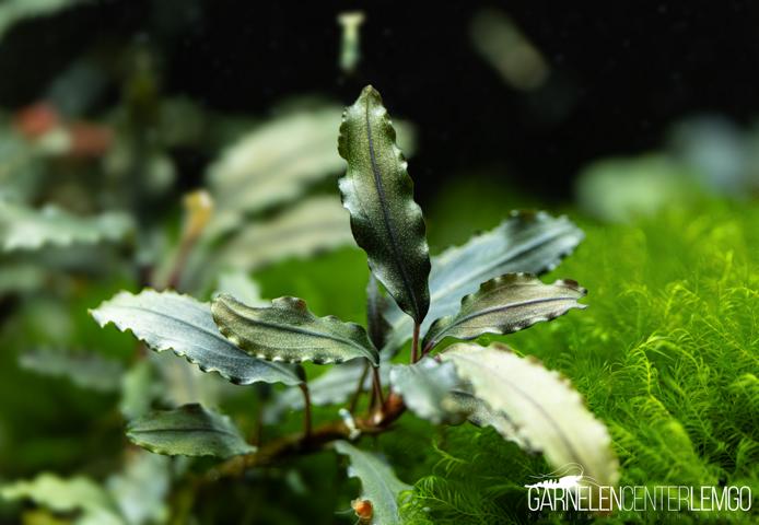 Bucephalandra sp. Nanga Sokay Typ 1  - submers - Rhizom