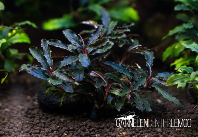 Bucephalandra sp. Godzilla Red Kedagang - submers - Rhizom