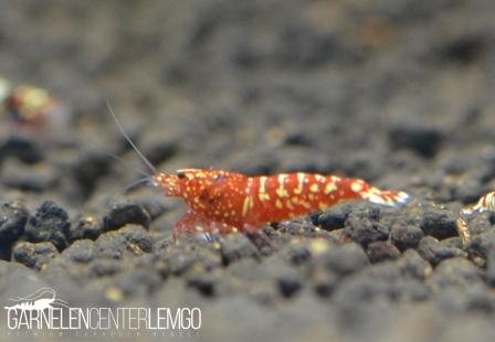 Snowfall Galaxy Tiger Garnele, Red - SS Grade (DNZ)
