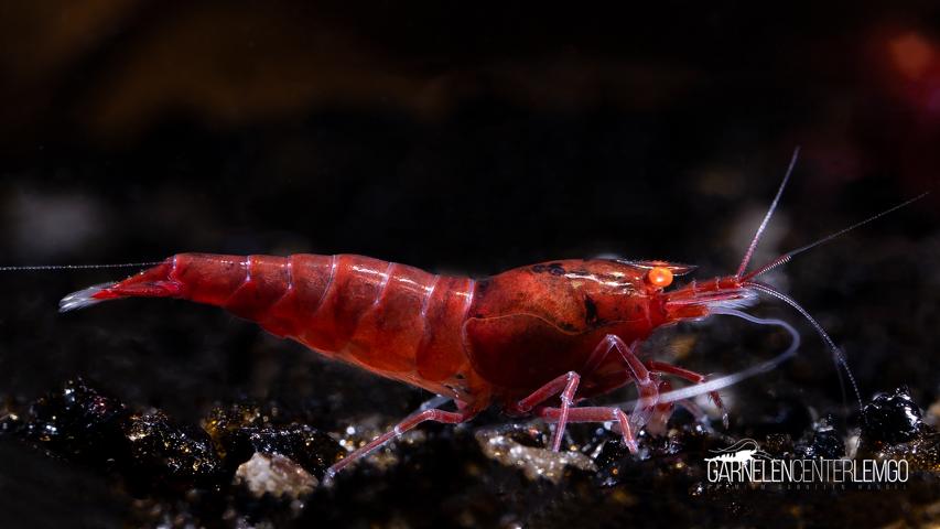Red Devil O.E. Garnele  - DNZ