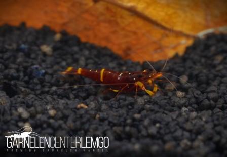 Caridina Spinata - Dreiband-Goldpunkt Garnele  - Importe