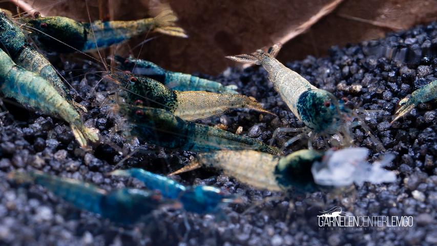 Steel Blue Tai-Ti-Bee Garnele  - DNZ