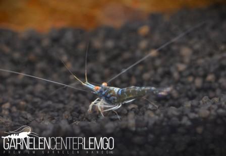 Blue Ghost OE Sulawesi Garnele High Grade - Import
