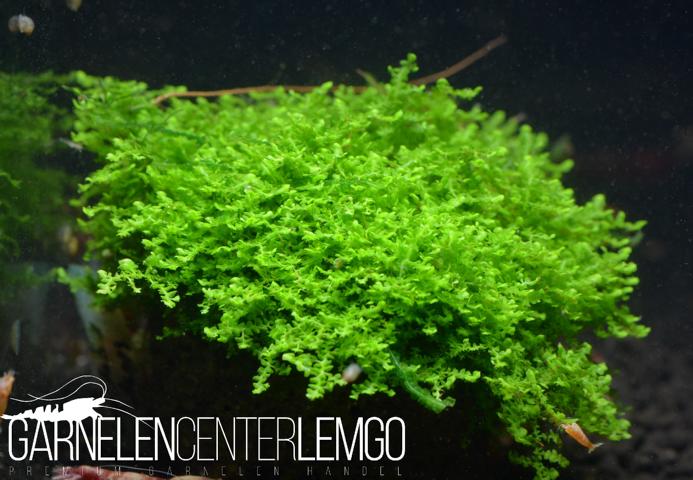 Crystal Moss auf Plant  Sheet