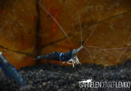 Blue Ghost Sulawesi Garnele - High Grade - Import