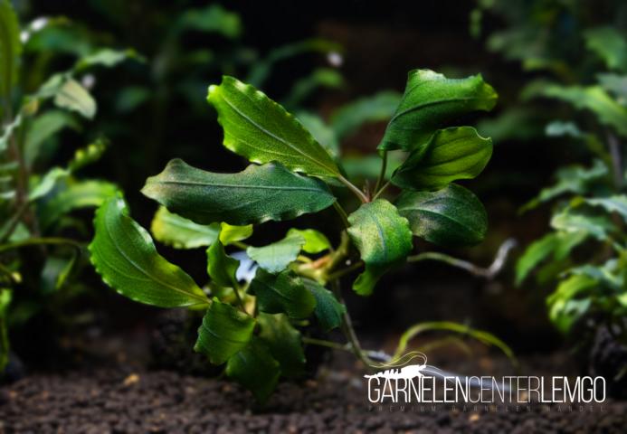 Bucephalandra sp. Panda - submers - Rhizom
