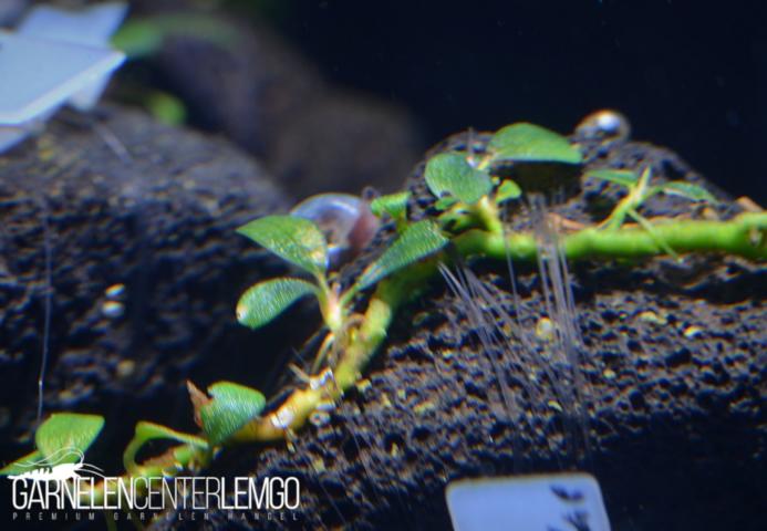 Bucephalandra sp. Montleyana Maestro Blue, submers, Rhizom