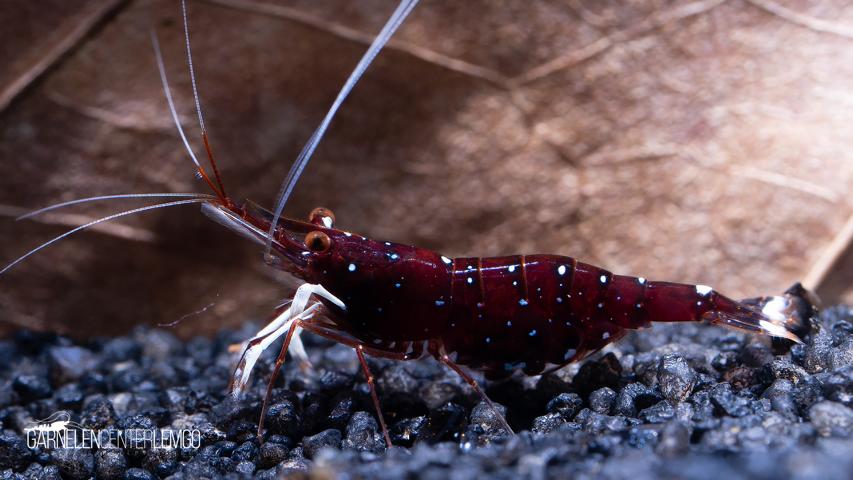 Caridina Dennerli / Kardinalsgarnele  - Importe