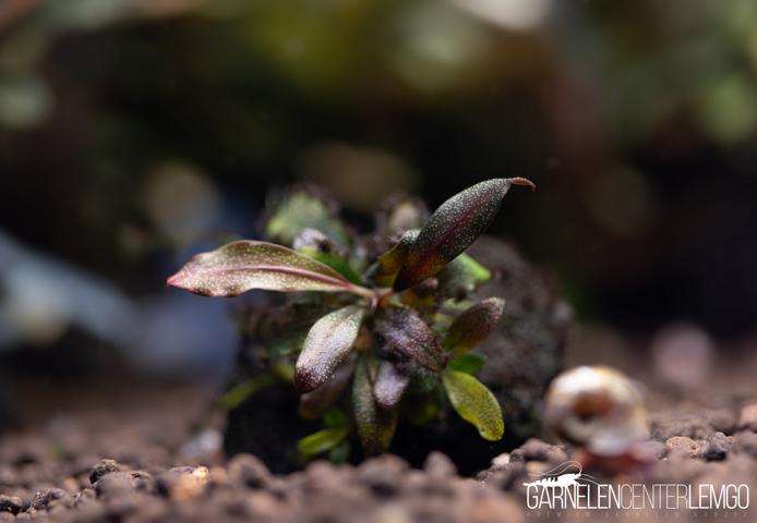 Bucephalandra sp. Lila Ghost submers - Rhizom ***Rarität***