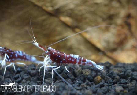 Oiran Sulawesi Garnele - Caridina dennerli var. oiran - Import