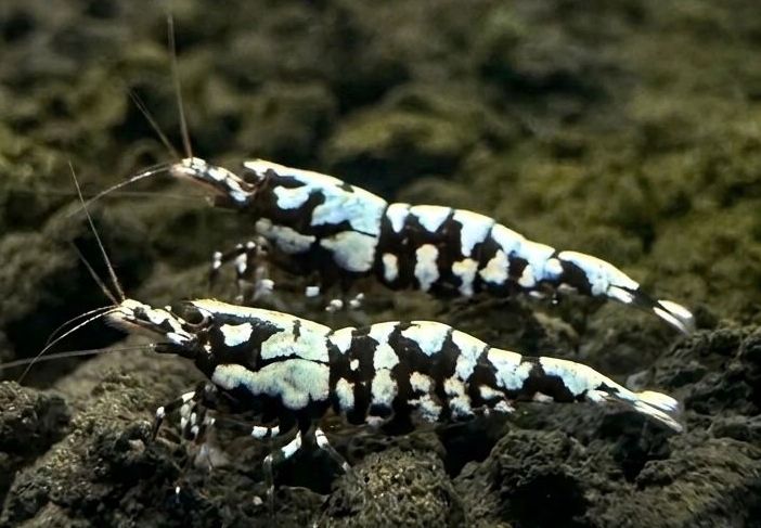 Caridina Trimaculata "Super Cow" High Grade - Import