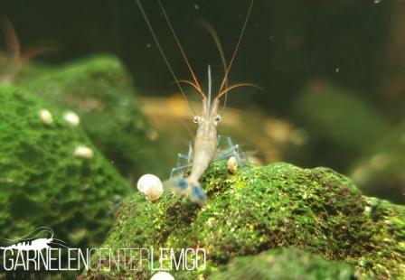 Caridina Caerulea / Blaufußgarnele - Import