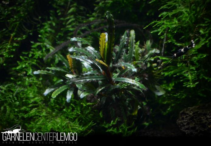 Bucephalandra sp. Catherinae Mni, submers, Rhizom