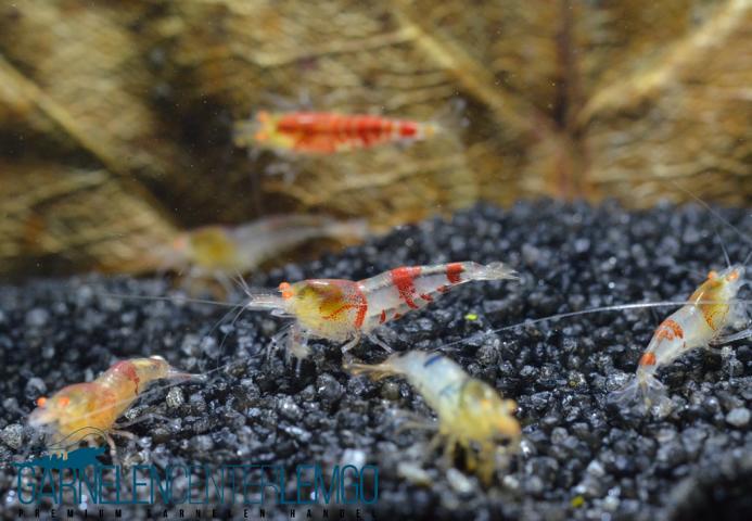 Red Devil O.E. Mischlinge - Orange Augen - DNZ