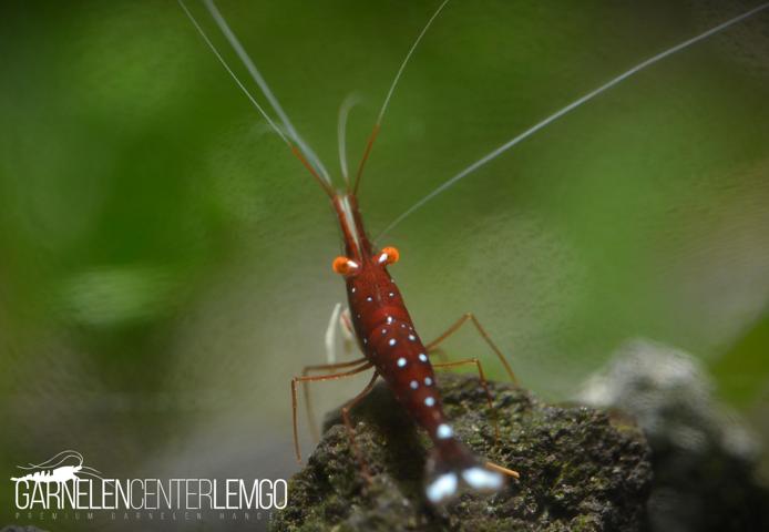 Caridina Dennerli o.e./ Kardinalsgarnele o.e. - Import