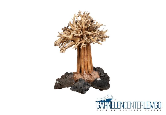 Aqua Bonsai Baum auf Lava  - Größe S