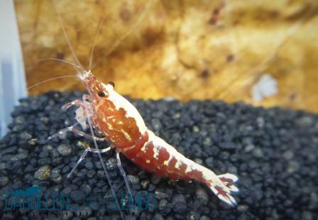Skyfish Galaxy Red Garnele  - DNZ
