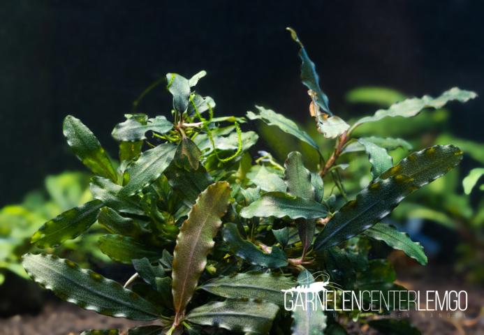 Bucephalandra sp. Pangasi Metallic - submers - Rhizom
