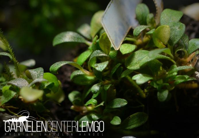 Bucephalandra sp. Super Mini Coin, submers, Rhizom