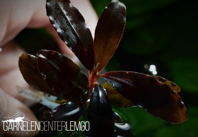 Bucephalandra sp. Galaxy Purple - submers - Rhizom