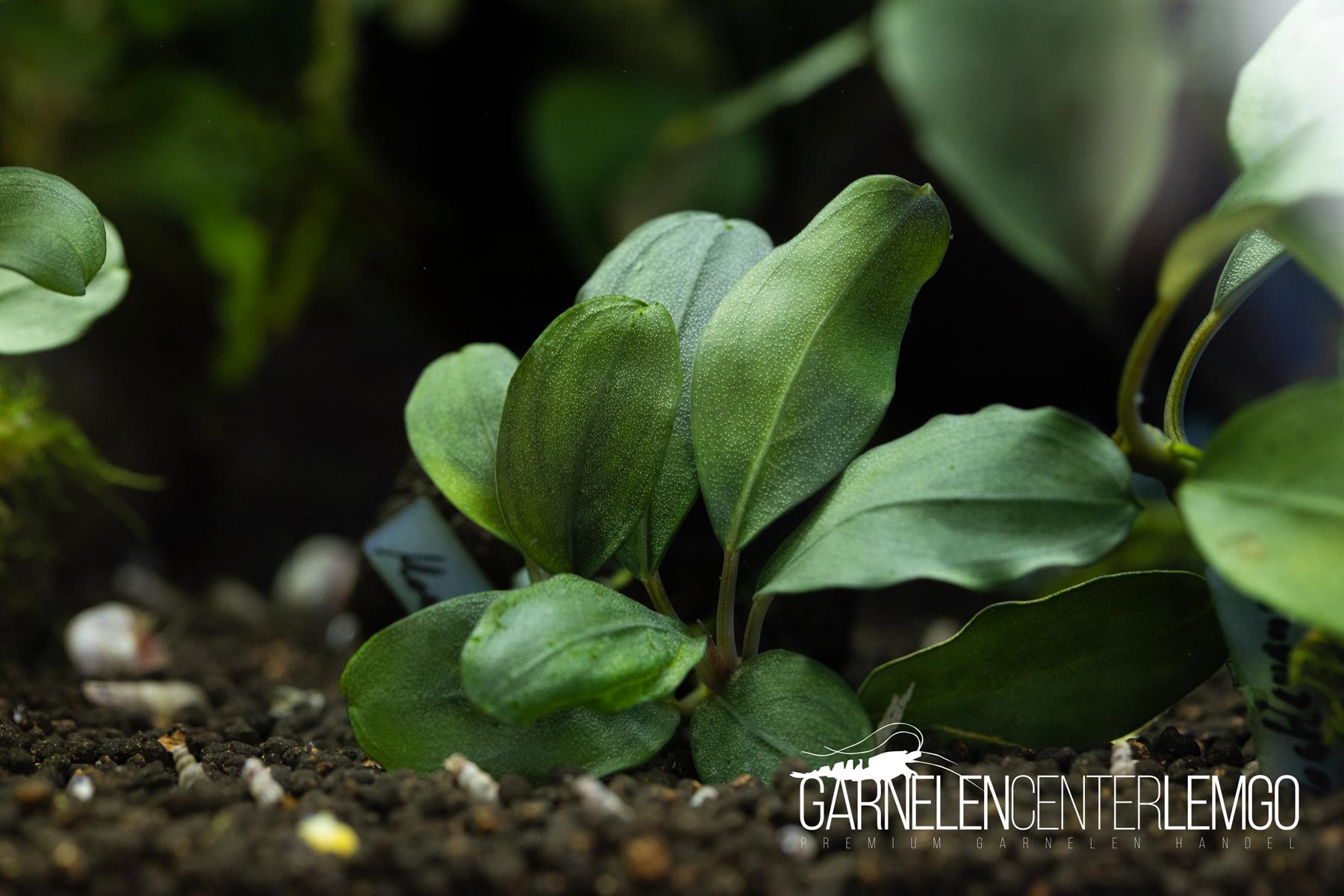 Bucephalandra sp. Montleyana submers - Rhizom