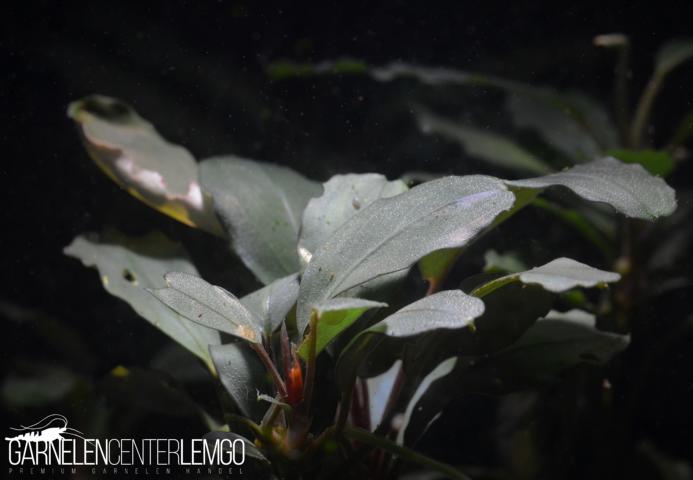 Bucephalandra sp. Theia 9, submers, Rhizom