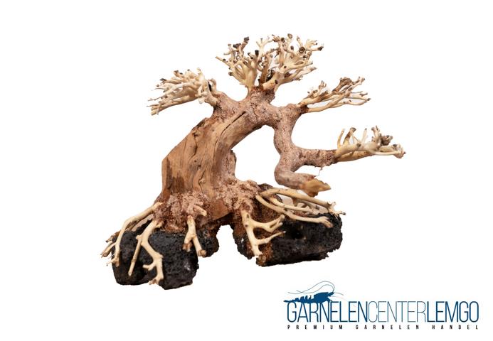 Aqua Bonsai Driftwood auf Lava - Größe M