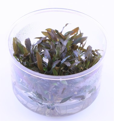 Cryptocoryne wendtii brown (Indo) - inVitro Limited Edition - B-Ware