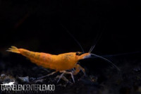 Orange King Kong Garnele - DNZ Orange King Kong Garnele - DNZ