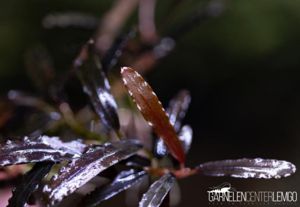 Bucephalandra sp. Chilli Red - submers - Rhizom