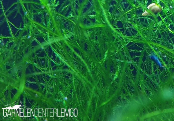 Javamoos - Taxiphyllum Barbieri (624,1331)