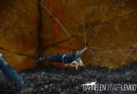 Blue Ghost Sulawesi Garnele - High Grade Blue Ghost Sulawesi Garnele - High Grade