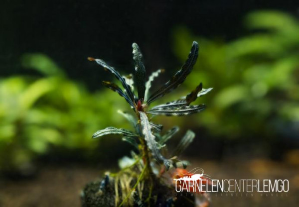 Bucephalandra sp. Catherinae Dark - submers - Rhizom