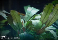 Bucephalandra sp. Red Rhizom Bucephalandra sp. Red Rhizom