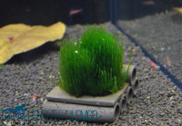 Flammenmoos - Taxiphyllum "Flame" Flammenmoos - Taxiphyllum "Flame"