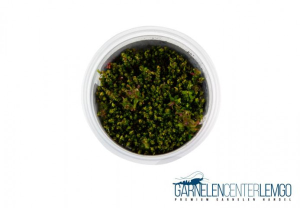Rotala sp. "Pearl" - InVitro