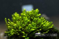 Fissidens sp. Splachnobyoides long leaf *Rarität* - auf Plant Sheet Fissidens sp. Splachnobyoides long leaf *Rarität* - auf Plant Sheet