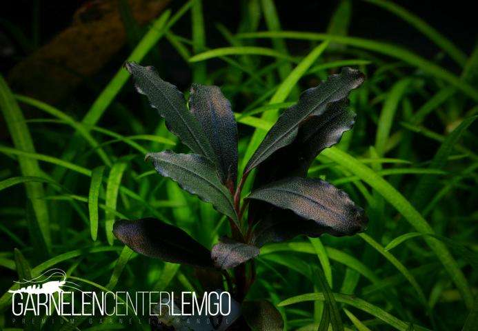 水草 bucephalandra sp. Galaxy purple Topick Aquarium - Bucephalandra sp. Purple Phantom
