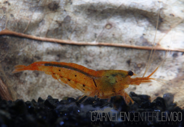 Tigergarnele Gold / Tangerine Tiger - DNZ