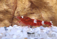 Red Ruby Garnele - DNZ Red Ruby Garnele - DNZ