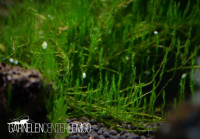 Callicostella Sp. Reunion auf Plant Sheet Callicostella Sp. Reunion auf Plant Sheet