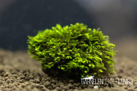 Fissidens sp. Mini Nagasaki *Rarität* - auf Plant Sheet Fissidens sp. Mini Nagasaki *Rarität* - auf Plant Sheet